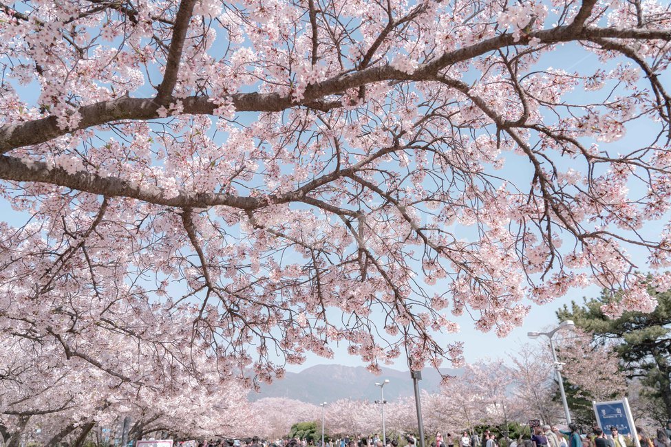 벚꽃,나무,봄,spring,tree,꽃,flower,cherryblossom,blossom,봄,계절,spring,season,plant,식물,cherry blossom