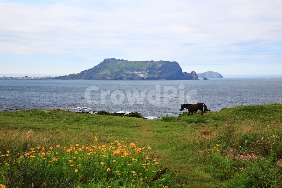 promontory,곶,nature,자연,outdoors,옥외,grass,잔디,plant,식물,ocean,대양,sea,바다,water,물,shoreline,해안선,제주,섭지코지,해변,mammal,포유류,cattle,가축,말,자연,풍경,nature,landscape