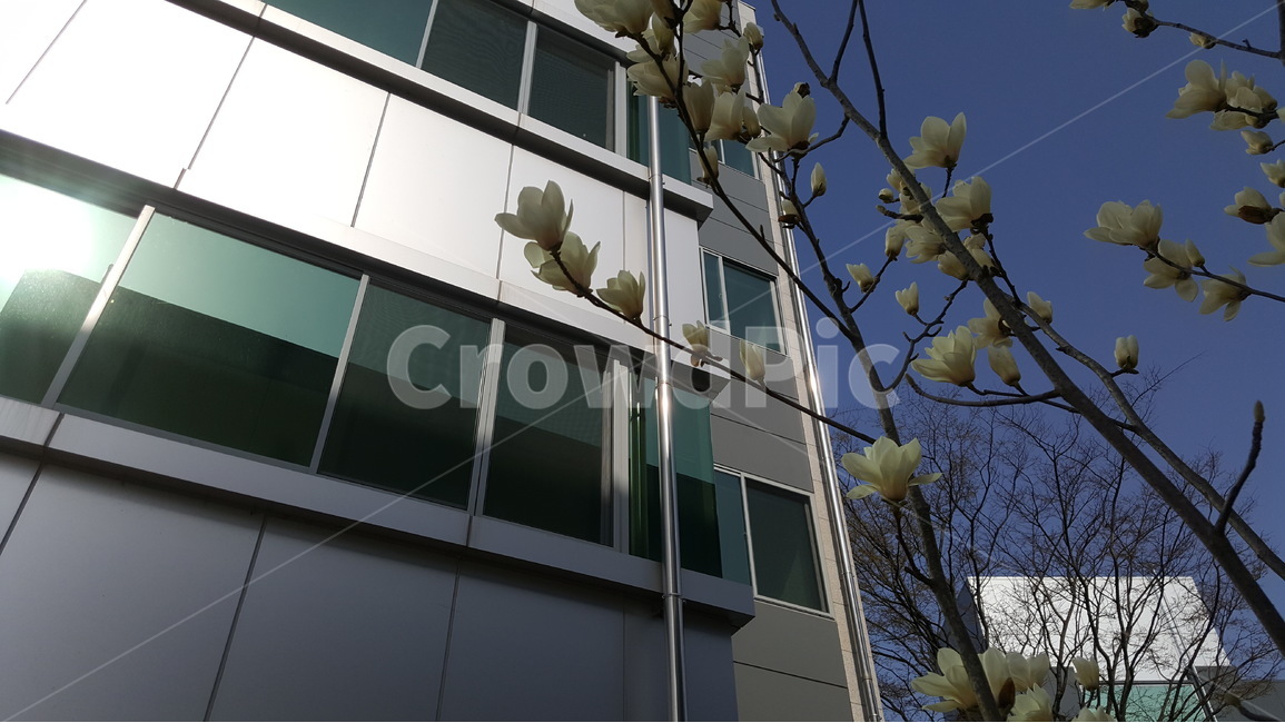 목련,봄,봄의시작,봄꽃,꽃,봄나무,봄,계절,spring,season,식물,자연,plants,nature,꽃,flower,건축물,건물외관,exterior,building,structure,architecture,construction,office building,사무실 건물,건물
