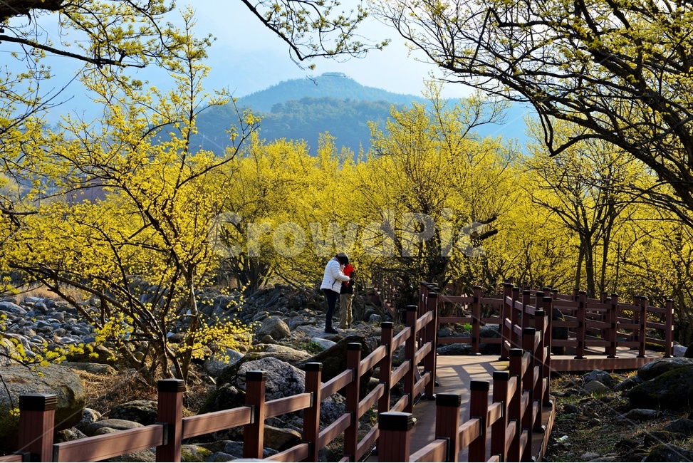 전남,구례,산동,산수유마을,산동산수유마을,산수유,산수유꽃,노랑꽃,봄,봄꽃,계절,water,물,nature,자연,경치,경관,풍경,outdoors,옥외,stream,흐름,banister,handrail,person,사람,human,인간,난간,자연,풍경,nature,landscape