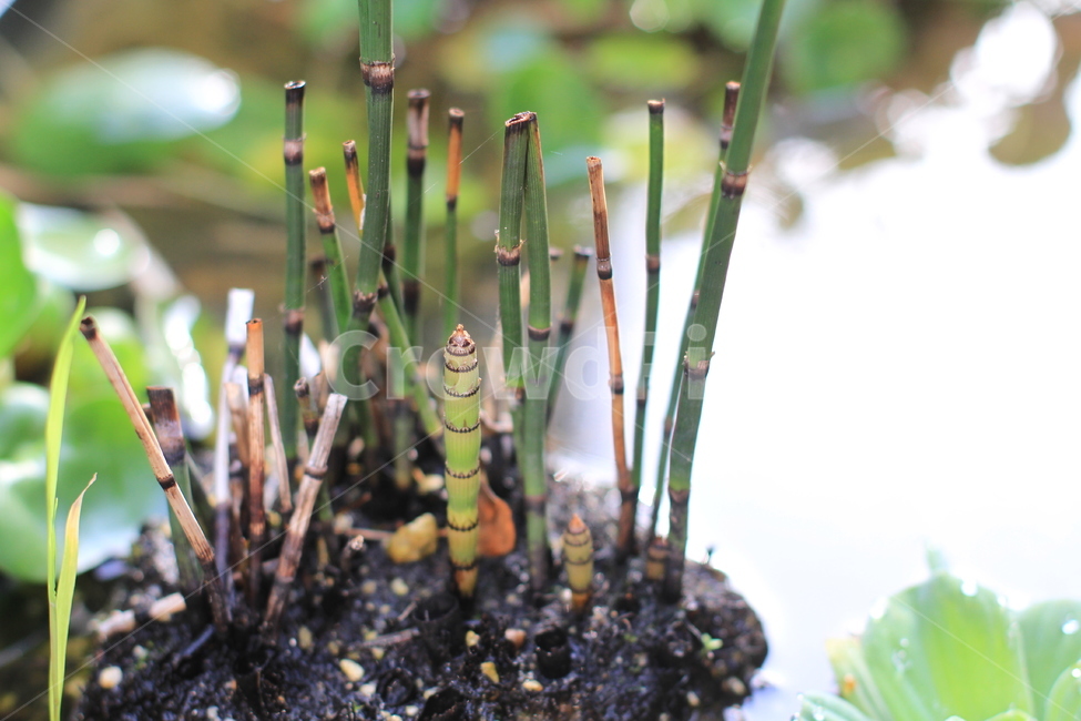 식물,근접,자연,직선,생명,식물,자연,plants,nature