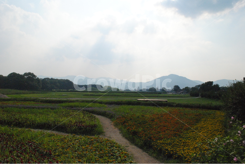 풍경,자연,식물,맑음,산책로,꽃밭,꽃,초화,산책,초록,푸른,봄,여름,햇살,햇빛,구름,화단,자연,풍경,nature,landscape,한국자연풍경,한국자연경관,korea nature landscape