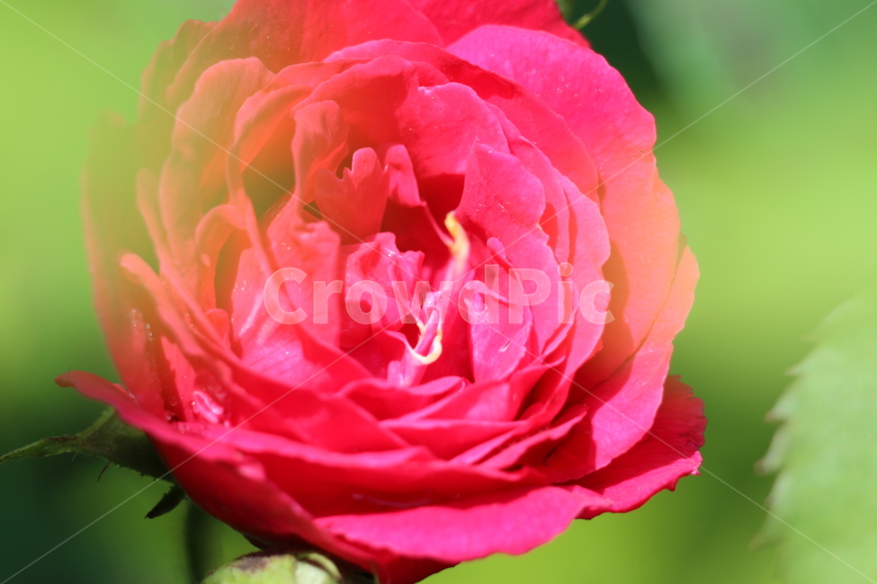 꽃,레드,빨강,로즈,장미,식물,자연,야생화,들꽃,식물,자연,plants,nature,꽃,flower