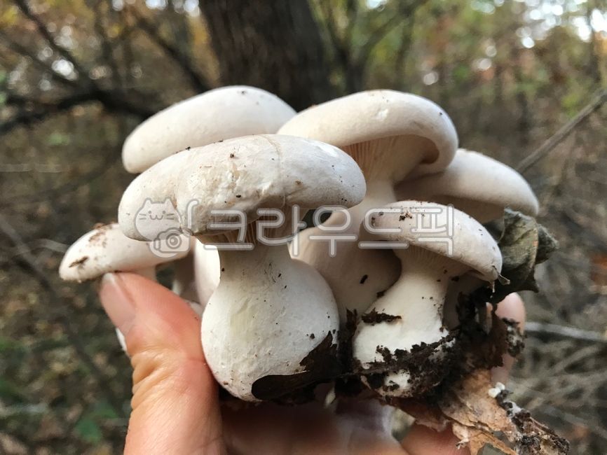 서리버섯,회색깔데기버섯,칡버섯,식용버섯,자연산버섯,야생버섯,버섯