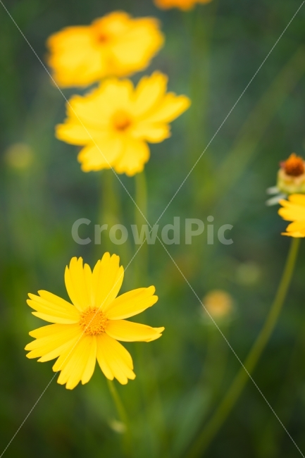 꽃,여름,금계국,추억,감성,식물,노랑,노란색,flower,단렌즈,그리움,아련함,스냅,식물,자연,plants,nature,꽃,flower,감성,sensible,feeling