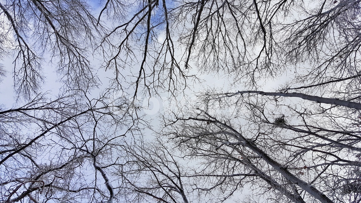 속리산,상고대,겨울,설산,겨울산행,눈꽃,나무,하늘,계절,자연,풍경,한국자연풍경,눈꽃풍경,눈풍경,산,winter,season,nature,landscape,trees,wood,koreannaturelandscape,구름,눈