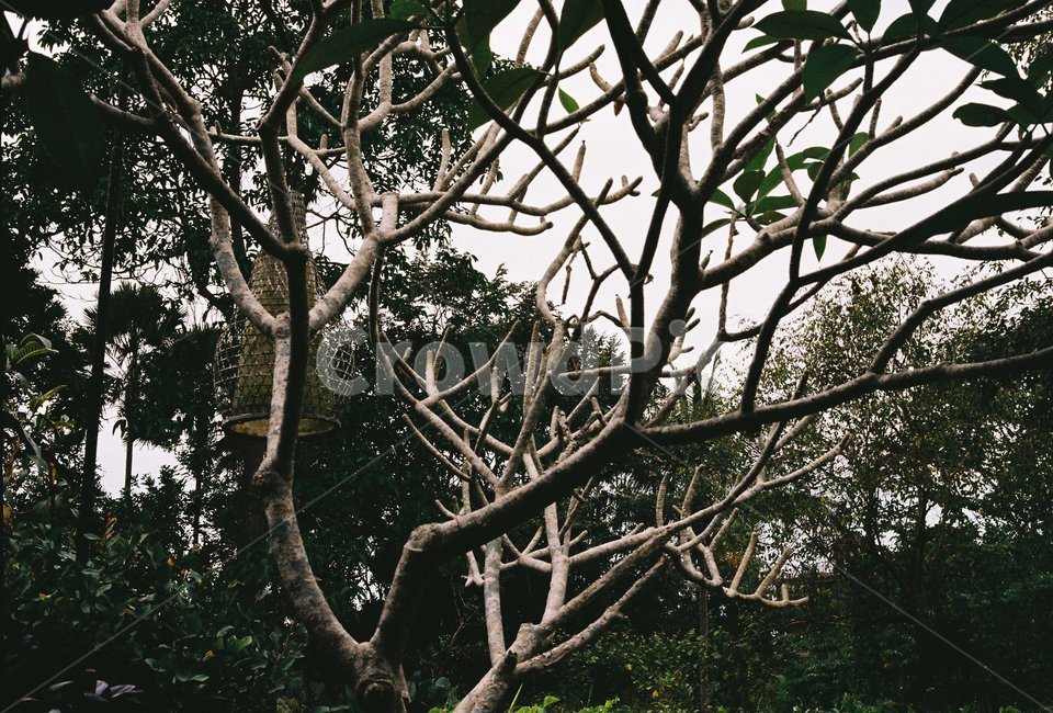 자연,하늘,풍경,야자나무,식물,식물,자연,plants,nature,나무,trees,wood