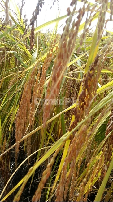 벼이삭,벼,논,가을들판,토종벼,곡류,곡식,cereals,산업,industry,industrial,농업,농사,agriculture,farming,farming industry