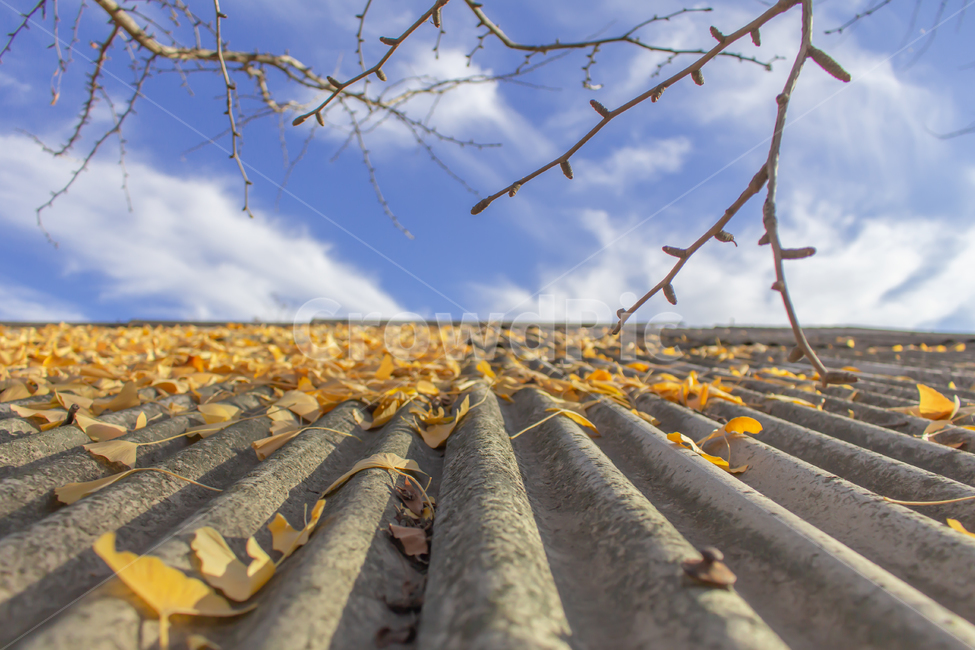 낙엽,은행잎,은행나무,하늘,지붕,가을,계절,fall,autumn,season
