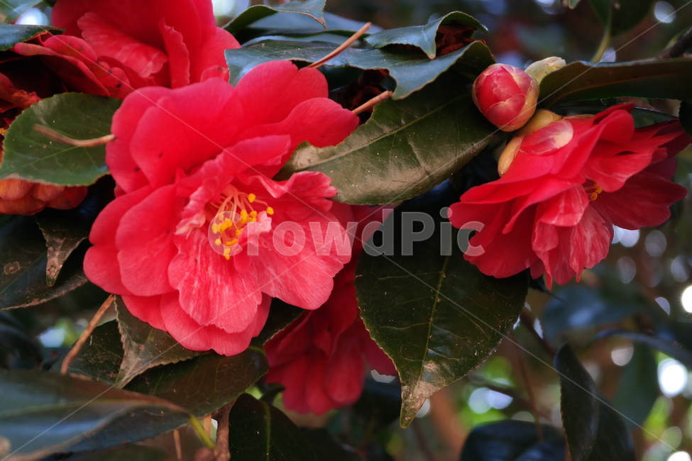 동백,동백꽃,겨울꽃,빨간꽃,꽃,빨강,감성,red,flower,blossom,plant,camellia,식물,식물,자연,plants,nature,꽃,flower