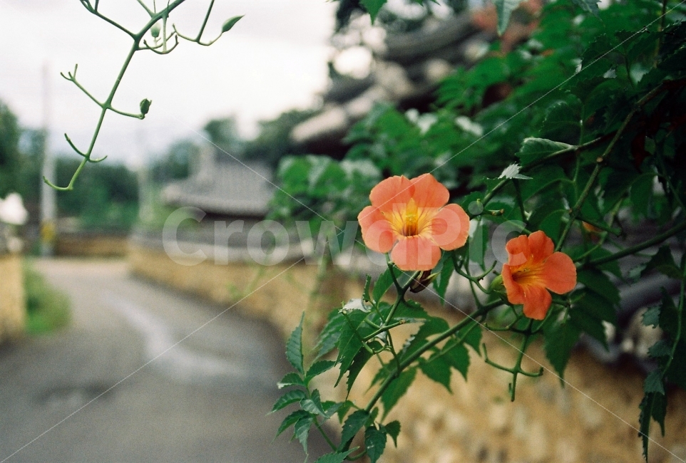 능소화,옻골마을,경주최씨종가,한옥마을,능소화꽃,꽃,필름사진,식물,자연,plants,nature,꽃,flower,감성,sensible,feeling