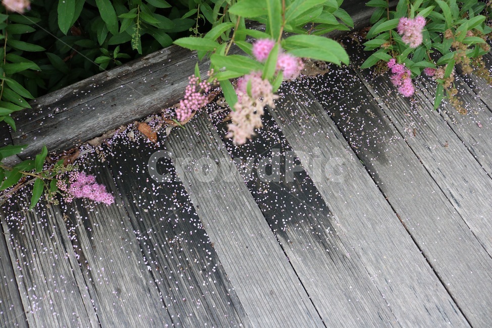 꽃,꽃잎,나무,분홍,초록,flower,hana,petal,hanabira,tree,ki,pink,pinku,green,midori,식물,자연,plants,nature,꽃,flower