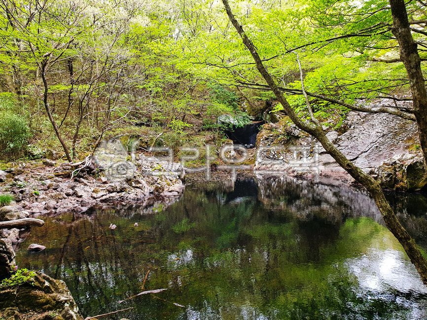 forest,green,Jeju,nature,I want to buy it,tree,vegetation,verdure,trail,foot of the mountain,outdoors,Saryeoni Forest Trail,road,walking,wood,forest road