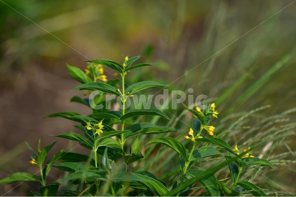 선백미꽃,야생화,꽃,식물,자연,생태,플라워,flower,plants,nature,식물,자연,plants,nature