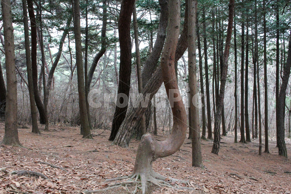 plant,식물,tree,나무,treetrunk,나무줄기,감성,소나무,숲,삼림