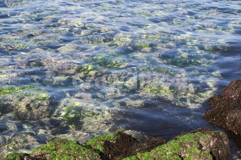 바다,파도,물,자연,풍경,표면,파랑,아쿠아,자연,풍경,nature,landscape,plant,식물,algae,조류
