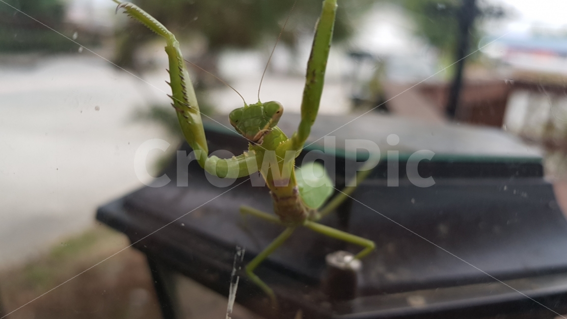 사마귀,당낭권,스파이더맨,정면,공포,동물,animal,곤충,벌레,insect,bug
