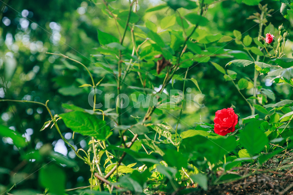 꽃,장미,붉은,빨간,아름다운,5월,자연,식물,꽃잎,잎파리,flower,rose,햇살,햇빛,햇볕,식물,자연,plants,nature,꽃,flower
