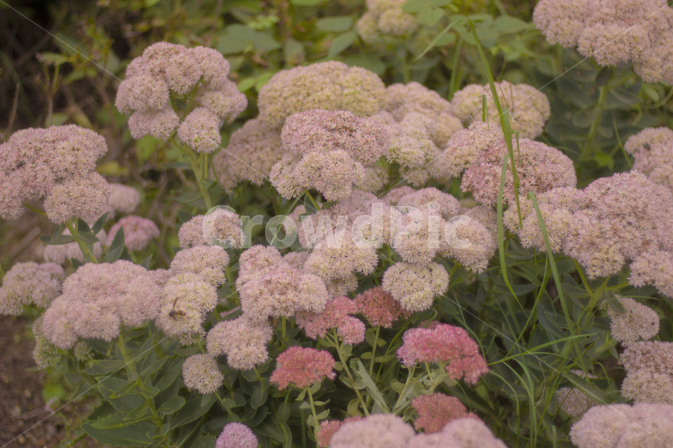 꽃,식물,자연,감성,핑크,분홍,수국,정원,flower,blossom,plant,여름,계절