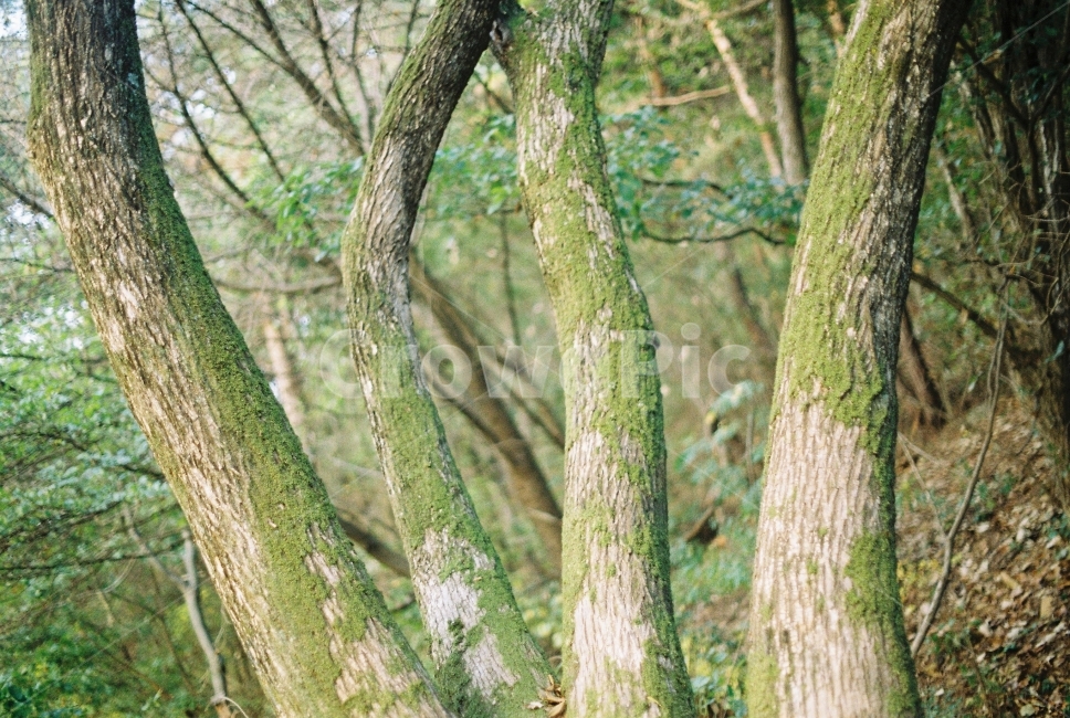 나무,자연,초록,이끼,강가,식물,자연,plants,nature,나무,trees,wood,감성,sensible,feeling
