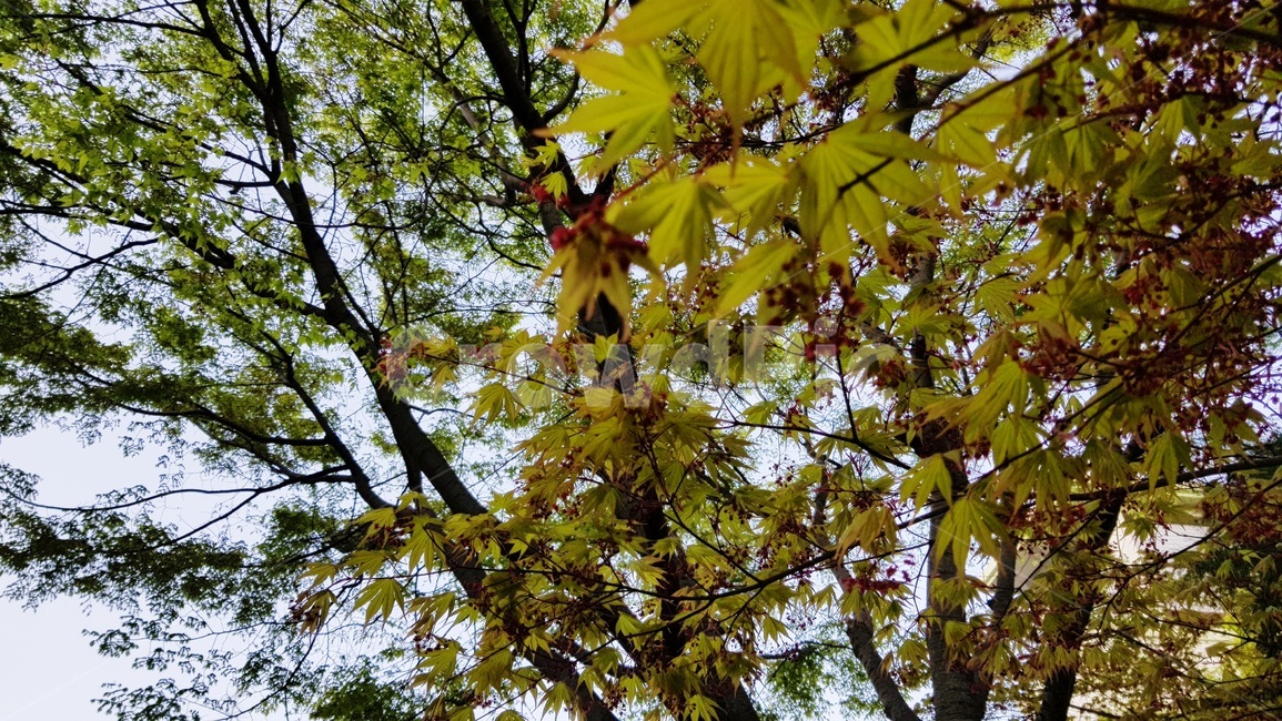 나뭇잎,풀,잡초,길가,나뭇가지,식물,자연,plants,nature