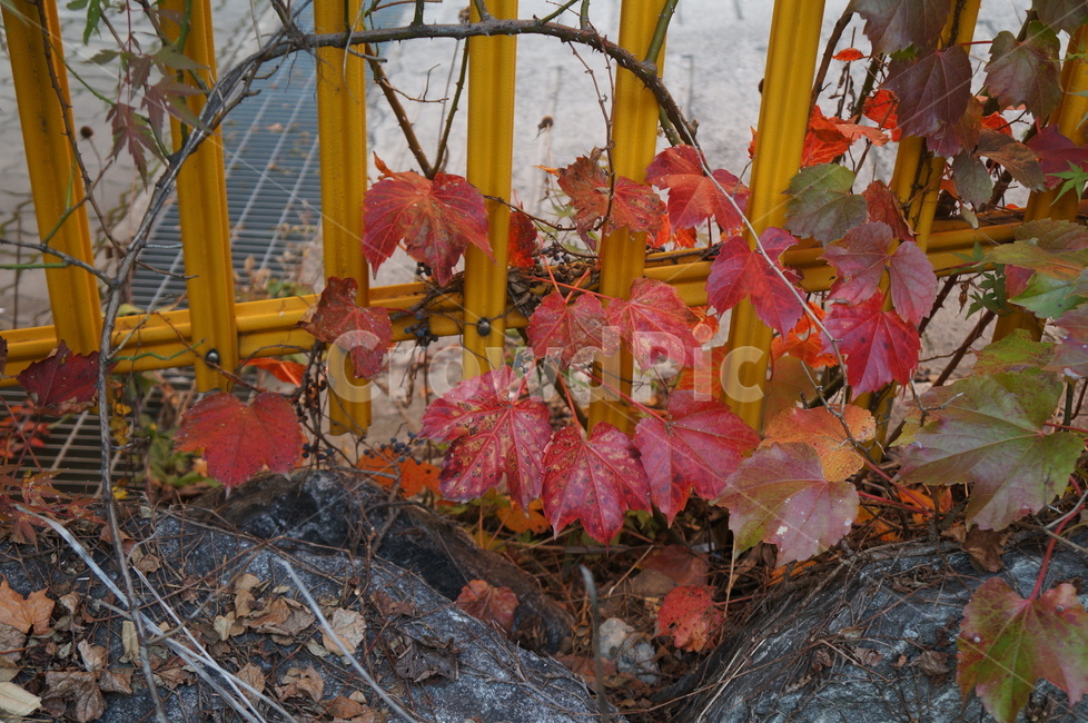 담쟁이넝쿨,담쟁이덩굴,덩굴식물,가을,단풍,담벼락,식물,만추,autumn,fall,넌출성식물,기어오르다,아이비,ivy,가을,계절,fall,autumn,season,leaf,잎,plant,tree,나무,maple