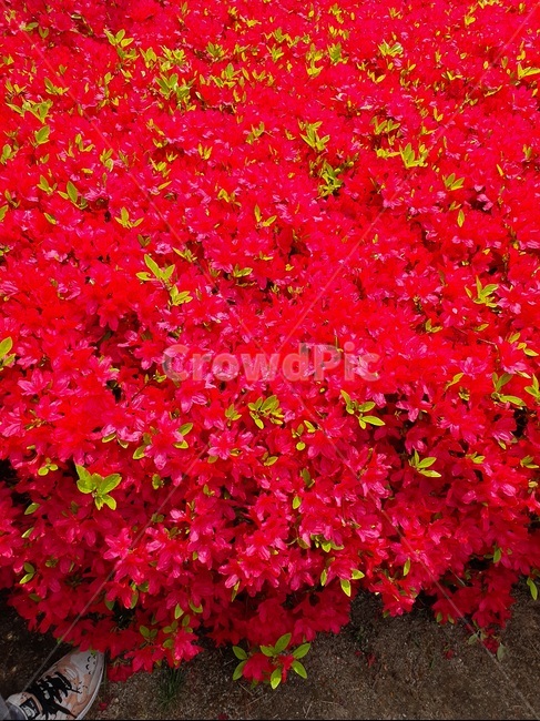 leaf,잎,plant,식물,redflower,봄,spring,꽃,식물,자연,plants,nature,꽃,flower