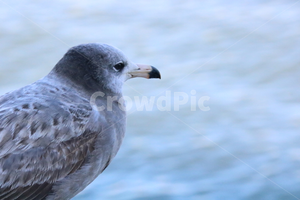 갈매기,바다,새,하늘,동물,동물,animal,조류,새,birds