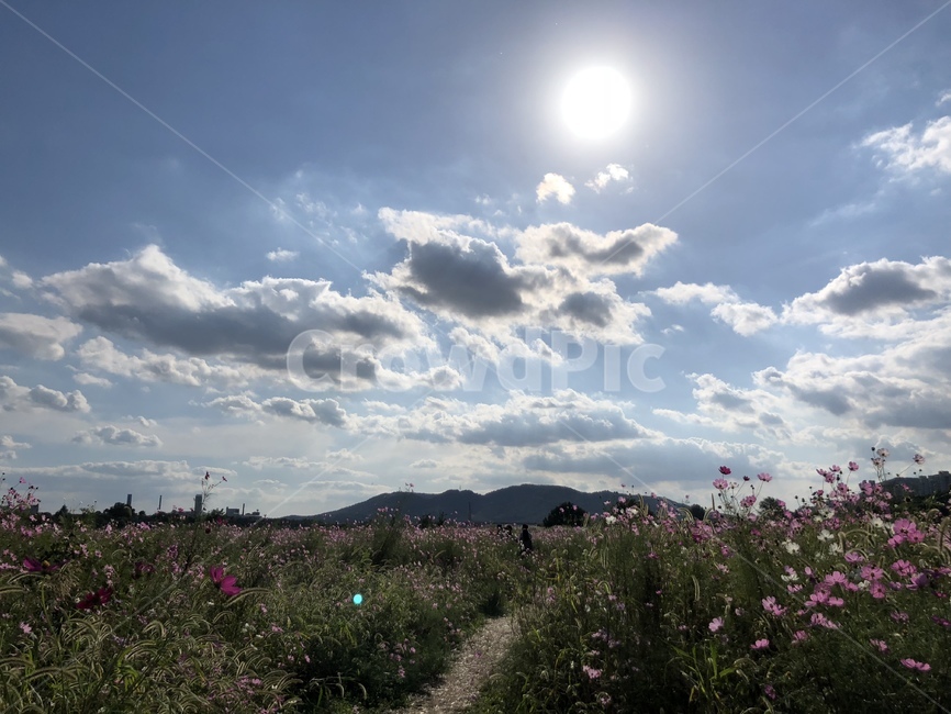 outdoors,nature,자연,하중도,코스모스,풍경,구름,하늘,자연,풍경,nature,landscape,옥외