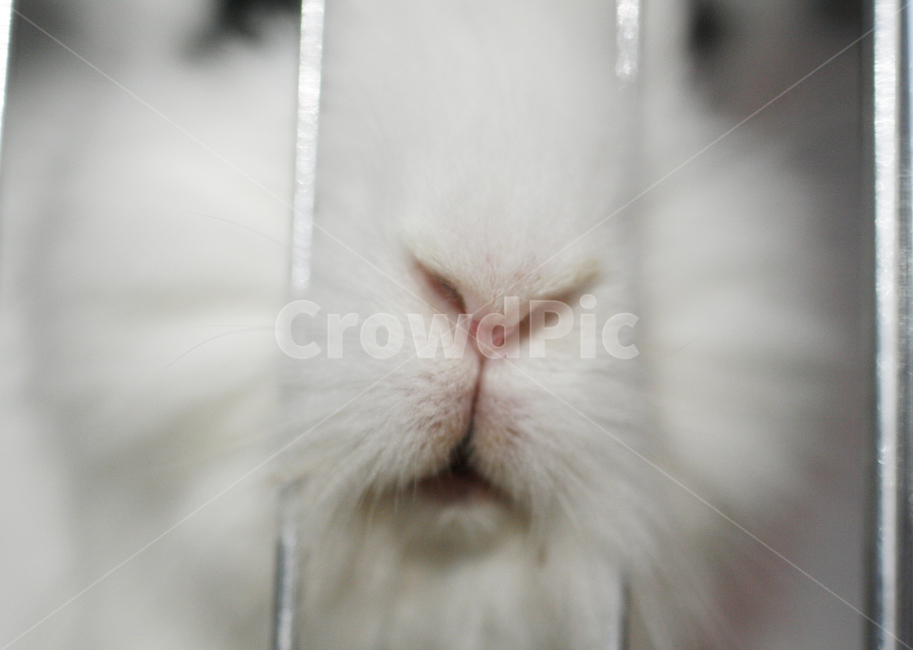 토끼,동물,rabbit,반려동물,귀여운동물,동물,animal,포유류,mammal
