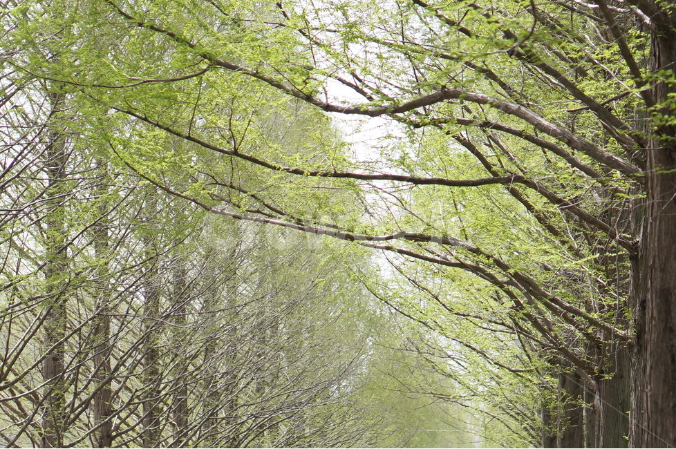 메타세콰이어나무,가로수,초록,풍경,봄,나무,자연,풍경,nature,landscape,한국자연풍경,한국자연경관,korea nature landscape,식물,plants,나무,trees,wood,plant,tree,path,통로