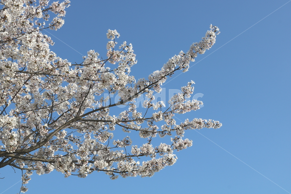 벚꽃,벚꽃나무,벚나무,꽃,나무,식물,장미과,봄,자연,흰꽃,봄,계절,spring,season,식물,자연,plants,nature,꽃,flower,plant,blossom