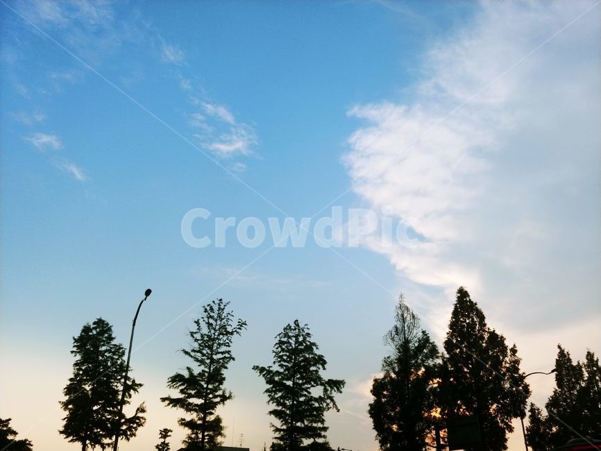 여름,저녁,구름,나무,하늘,푸른,맑은,깨끗한,자연,풍경,nature,landscape,tree,plant,식물,fir,전나무
