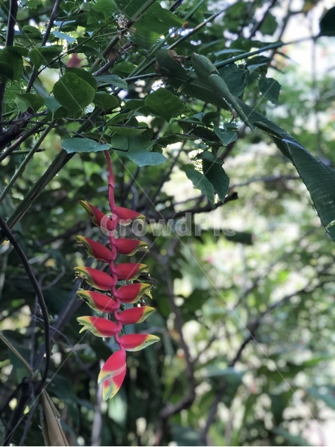 plant,식물,열대식물,꽃,초록,빨간꽃,식물,자연,plants,nature