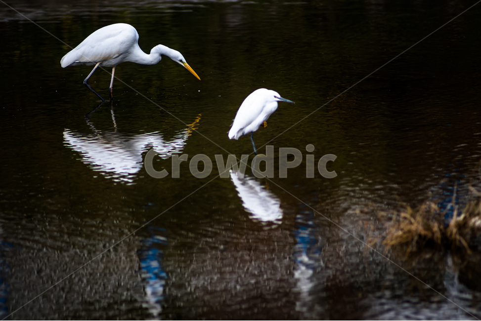 백로,새,철새,하천,반영,자연,날짐승,동물,animal,조류,새,birds