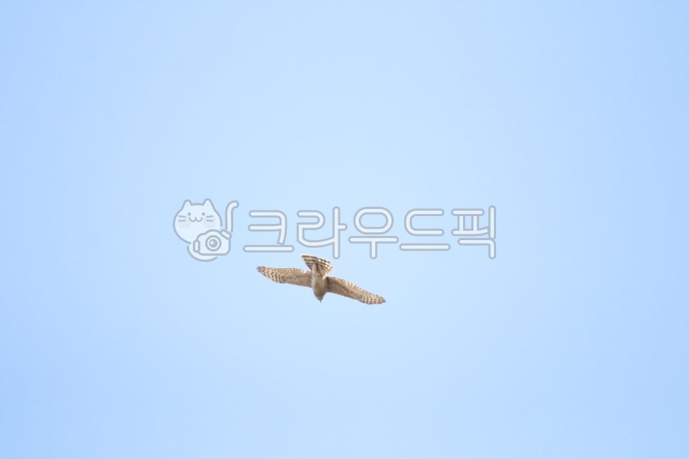 gliding,rapid torrent,buteobuteo,Birds,Korean buzzard