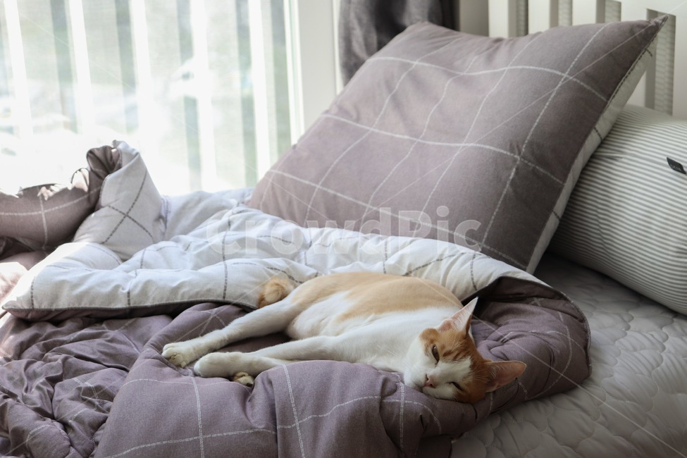 고양이,포근,개냥이,돼냥이,뱃살,이불,침대,주말,귀찮음,동물,animal,포유류,mammal,고양이,cat,kitten,kitty