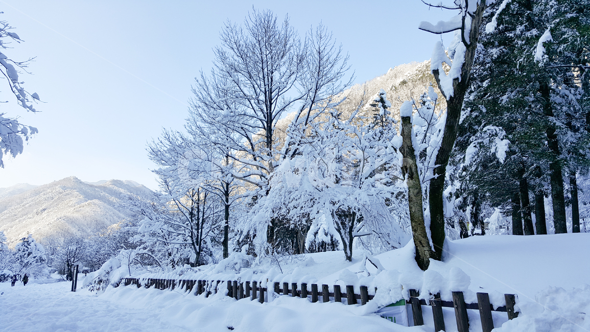 눈,snow,겨울,나무,winter,겨울,계절,winter,season