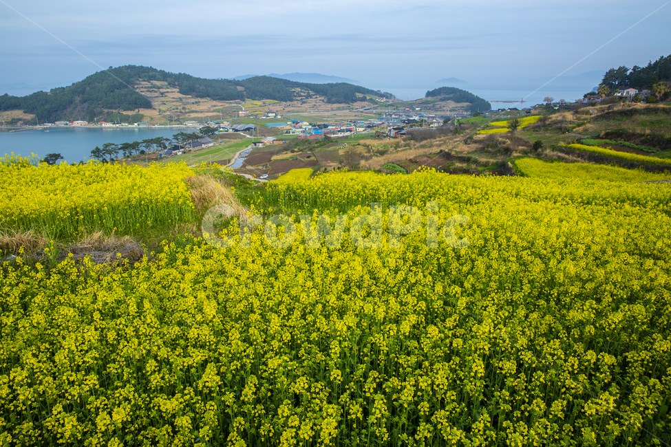 유채꽃,유채꽃밭,자연,풍경,청산도,노랑,하늘,어촌마을,봄,계절,spring,season,자연,풍경,nature,landscape,한국자연풍경,한국자연경관,korea nature landscape,outdoors,옥외,grassland,목초지,field,들