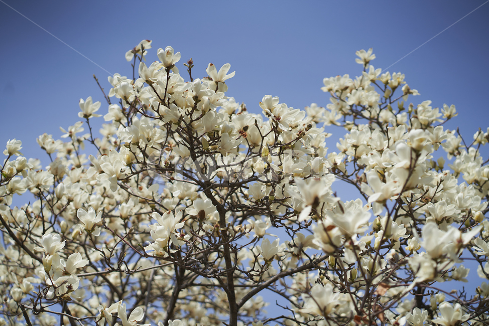봄,목련,꽃,주택가,목련꽃,따뜻함,아련,megnolia,flower,blossom,봄,계절,spring,season,plant,식물