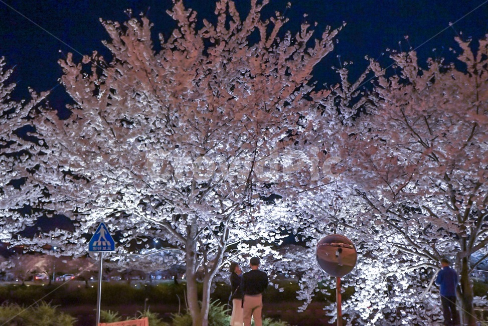 벚꽃,봄,꽃,나무,tree,봄,계절,spring,season,사람들,대중,군중,other people,crowd,plant,식물