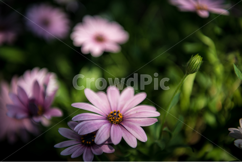 데이지,꽃,봄,계절,자연,식물,야외,공원,spring,nature,핑크,분홍색,pink,season,plants,flower,감성,sensible,feeling,보라색,purple,퍼플,녹색,그린,green,빛,light