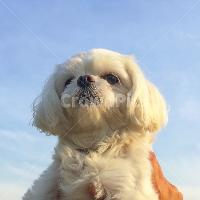 반려견,반려동물,강아지,개,애완견,애완동물,애견,per,dog,puppy,동물,animal,포유류,mammal,개,강아지,dog,doggy