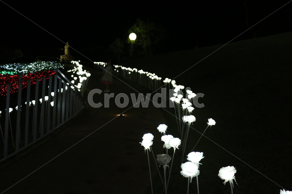 등불,꽃,flower,식물,plant,blossom,정읍사야간,야간정읍사풍경