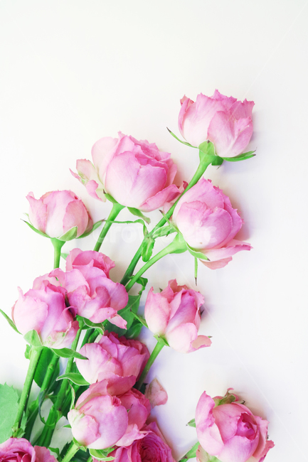 장미,장미꽃,분홍장미,로즈,분홍꽃,꽃,꽃다발,오브젝트,누끼,백그라운드,핑크,핑크로즈,자나장미,꽃,flower,기념일,축하,anniversary,congratulation,celebrate,celebration