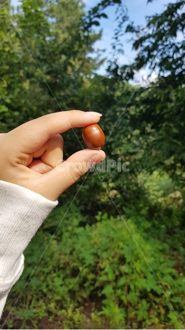 도토리,열매,갈색,초록색,자연