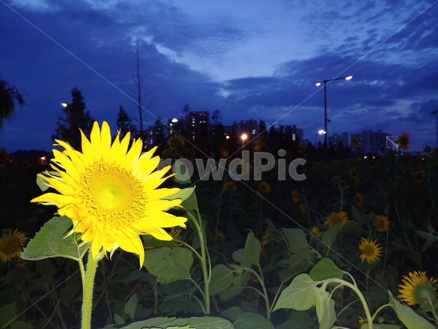 flower,plant,꽃,해바라기,야경,풍경,밤