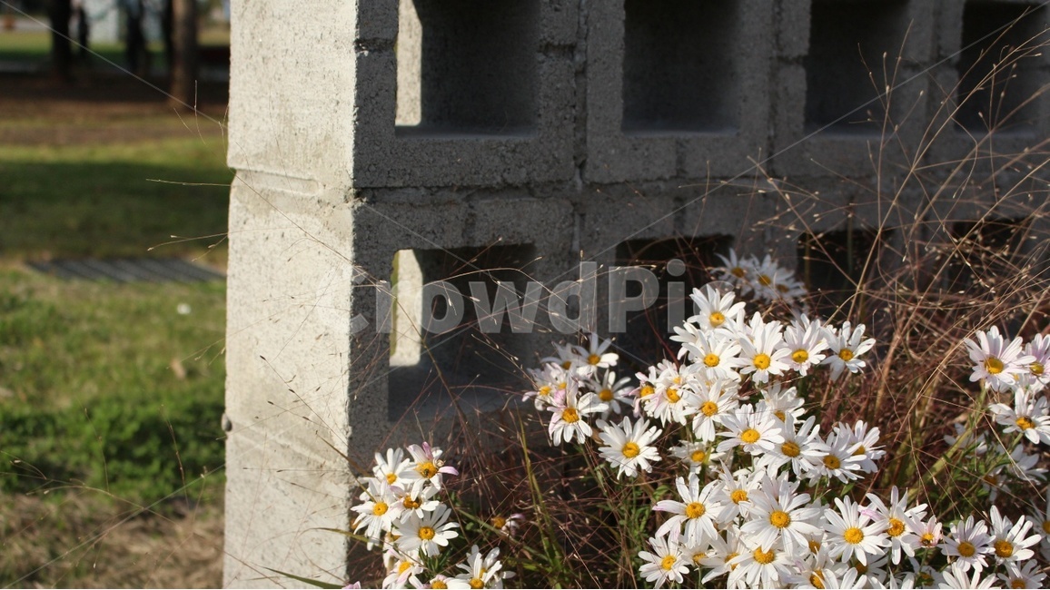 식물,꽃,감성,plant,벽돌,식물,자연,plants,nature,꽃,flower