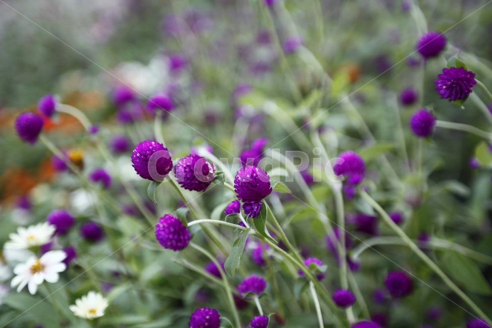 꽃,천일홍,보라색,보라색꽃,풀,꽃밭,아웃포커싱,들꽃,식물,plant,purple,식물,자연,plants,nature,꽃,flower