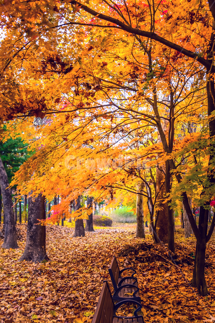 tree,나무,plant,식물,maple,단풍,낙엽,길,빛,가을,leaf,잎,빨강,노랑,밴치,의자,treetrunk,가을,계절,fall,autumn,season,자연,풍경,nature,landscape